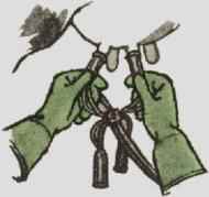 Wear rubber gloves to milk the cows