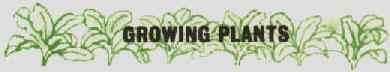 Growing Plants